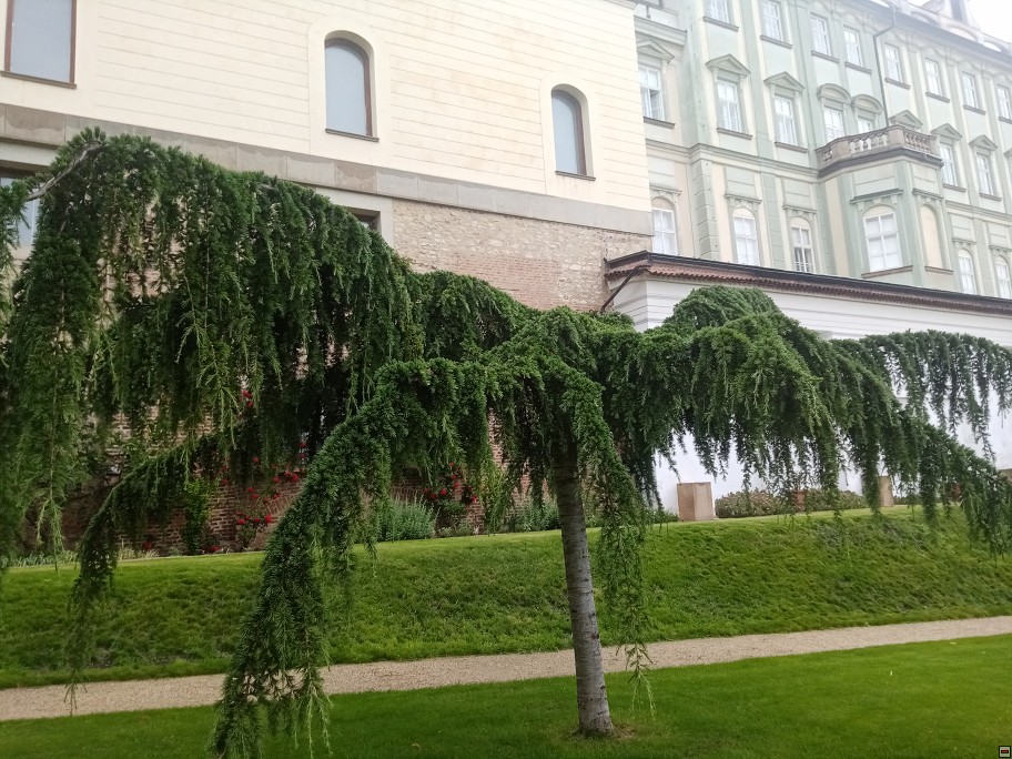 img00051.jpg