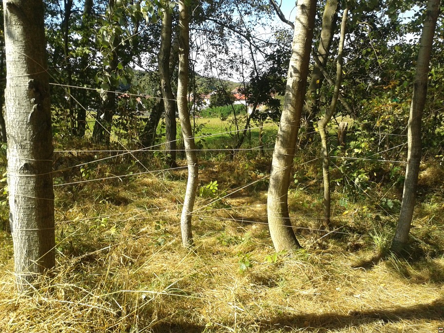 img00004.jpg