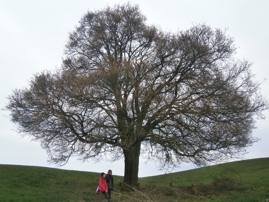 img00012.jpg