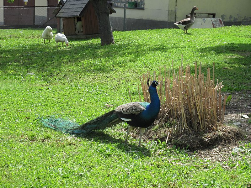img00042.jpg