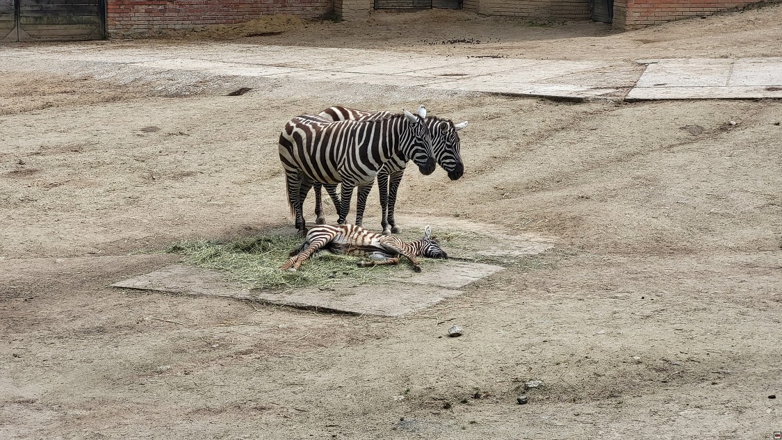 img00020.jpg